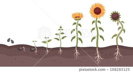 Sunflower growth process. Cartoon oilseed culture. Development and maturation stages. Farm plant life cycle. Seed germination. Flower growing. Sprout cultivation. Recent vector concept 108283125