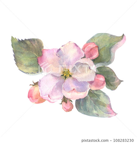 Watercolor apple tree branch and flowers, blooming tree on white background, isolated watercolor illustration. It's perfect for wedding cards and invitations, mothers day and valentines card. Watercolor apple tree branch and flowers, blooming tree on white background, isolated watercolor illustration. It's perfect for wedding cards and invitations, mothers day and valentines card. 108283230