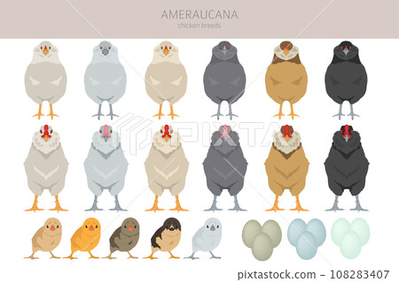 Ameraucana Chicken breeds clipart. Poultry and farm animals. Different colors set 108283407