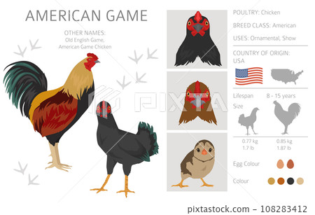 American Game Chicken breeds clipart. Poultry and farm animals. Different colors set American Game Chicken breeds clipart. Poultry and farm animals. Different colors set 108283412