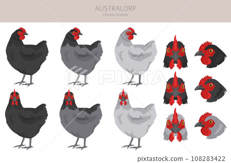 Australorp Chicken breeds clipart. Poultry and farm animals. Different colors set 108283422