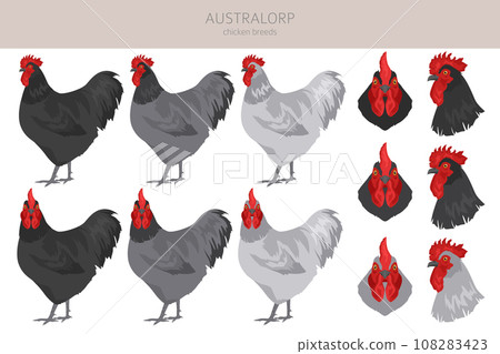 Australorp Chicken breeds clipart. Poultry and farm animals. Different colors set 108283423