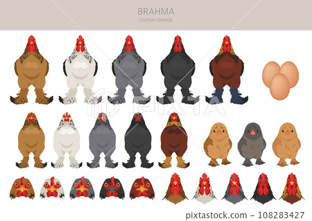 Brahma Chicken breeds clipart. Poultry and farm animals. Different colors set Brahma Chicken breeds clipart. Poultry and farm animals. Different colors set 108283427
