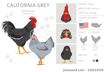 California Grey Chicken breeds clipart. Poultry and farm animals. Different colors set California Grey Chicken breeds clipart. Poultry and farm animals. Different colors set 108283436