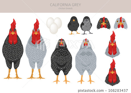 California Grey Chicken breeds clipart. Poultry and farm animals. Different colors set 108283437