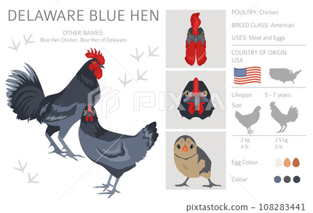 Delaware Blue Hen  BackYard Chickens - Learn How to Raise Chickens