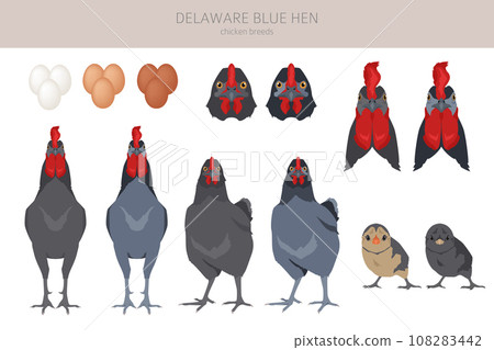 Delaware Blue Hen Chicken breeds clipart. Poultry and farm animals. Different colors set 108283442