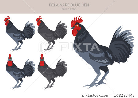 Delaware Blue Hen Chicken breeds clipart. Poultry and farm animals. Different colors set 108283443