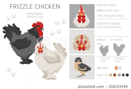 Frizzle Chicken breeds clipart. Poultry and farm animals. Different colors set 108283446