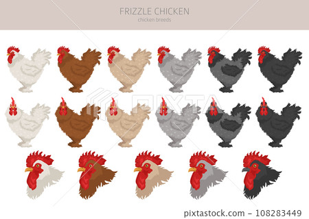 Frizzle Chicken breeds clipart. Poultry and farm animals. Different colors set Frizzle Chicken breeds clipart. Poultry and farm animals. Different colors set 108283449