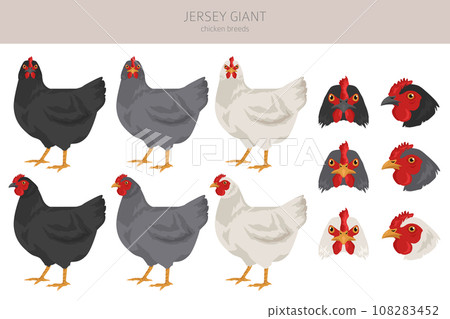 Jersey Giant Chicken breeds clipart. Poultry and farm animals. Different colors set 108283452