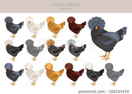 Polish Chicken breeds clipart. Poultry and farm animals. Different colors set Polish Chicken breeds clipart. Poultry and farm animals. Different colors set 108283459