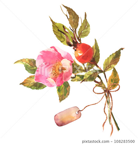 Watercolor dog-rose Briar with berries, flowers and green leaves, and with tag, bow, isolated on white background. Watercolor dog-rose Briar with berries, flowers and green leaves, and with tag, bow, isolated on white background. 108283500