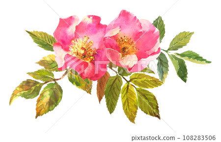 Watercolor botanical illustration, pink dog rose flowers, rosehip arrangement clip art. Watercolor botanical illustration, pink dog rose flowers, rosehip arrangement clip art. 108283506