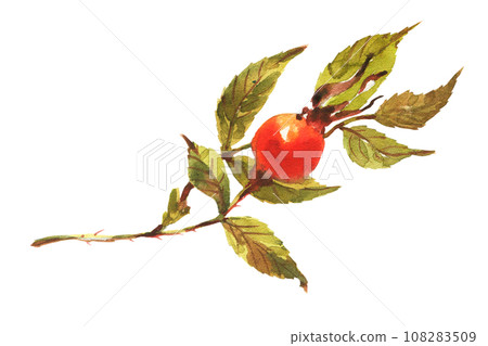 A branch of Dog rose, Briar with red berries and green leaves. 108283509