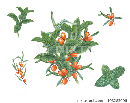 Bouquet with mint sprigs and sea buckthorn. Peppermint, sandthorn, sallowthorn, seaberry. Fragrant greens and juicy orange berries. Watercolor illustration for card design, flyer, posters, label 108283606