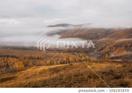 Thick white fog over the autumn mountain forest valley. Mysterious scenery with colorful autumn forest in low clouds. 108283839