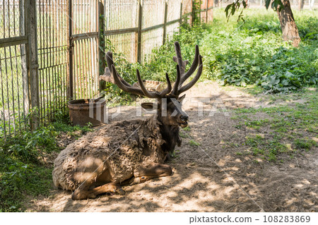Old deer resting in the shade 108283869