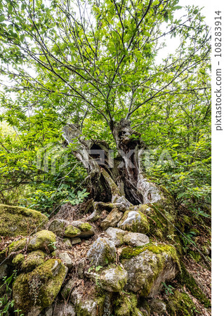 Hiking through the Canyon del Sil in Parada de Sil in Galicia, Spain, Europe 108283914