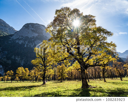 maple trees at Ahornboden, Karwendel mountains, Tyrol, Austria 108283923