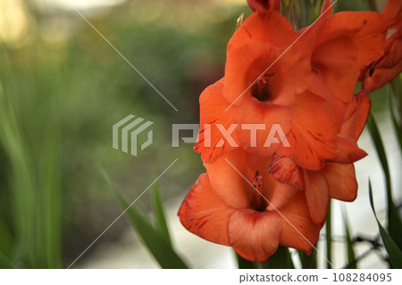 Bright orange and pink gladioli flowers on a green garden. Beautiful color of Gladiolus L flowers in a beautiful side. 108284095