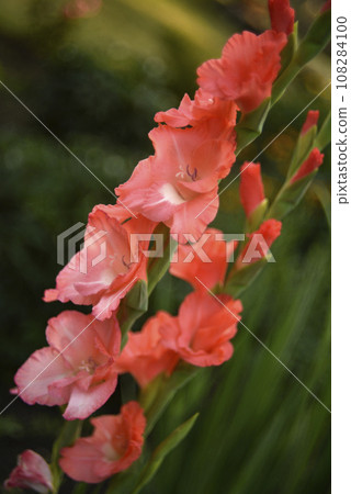 Bright orange and pink gladioli flowers on a green garden. Beautiful color of Gladiolus L flowers in a beautiful side. Bright orange and pink gladioli flowers on a green garden. Beautiful color of Gladiolus L flowers in a beautiful side. 108284100