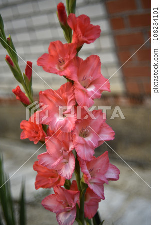 Bright orange and pink gladioli flowers on a green garden. Beautiful color of Gladiolus L flowers in a beautiful side. Bright orange and pink gladioli flowers on a green garden. Beautiful color of Gladiolus L flowers in a beautiful side. 108284101