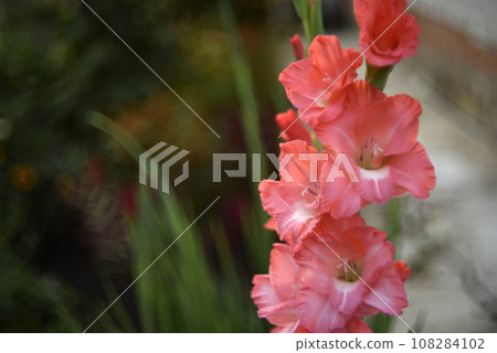 Bright orange and pink gladioli flowers on a green garden. Beautiful color of Gladiolus L flowers in a beautiful side. Bright orange and pink gladioli flowers on a green garden. Beautiful color of Gladiolus L flowers in a beautiful side. 108284102