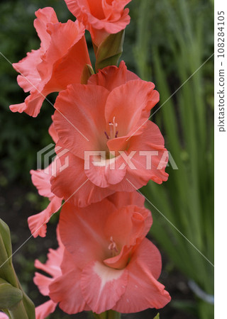 Bright orange and pink gladioli flowers on a green garden. Beautiful color of Gladiolus L flowers in a beautiful side. Bright orange and pink gladioli flowers on a green garden. Beautiful color of Gladiolus L flowers in a beautiful side. 108284105