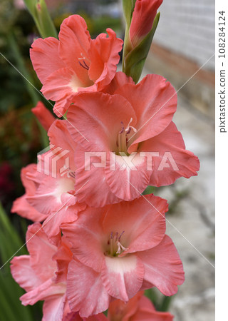 Bright orange and pink gladioli flowers on a green garden. Beautiful color of Gladiolus L flowers in a beautiful side. Bright orange and pink gladioli flowers on a green garden. Beautiful color of Gladiolus L flowers in a beautiful side. 108284124