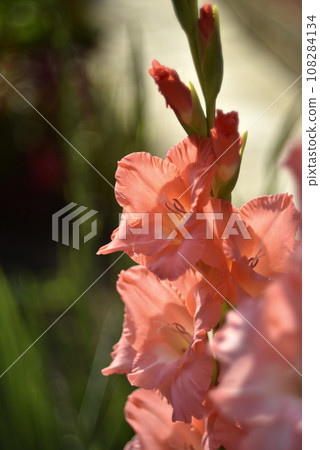 Bright orange and pink gladioli flowers on a green garden. Beautiful color of Gladiolus L flowers in a beautiful side. 108284134