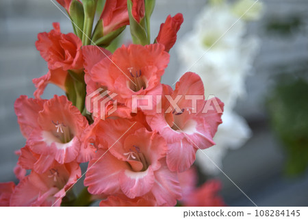 Bright orange and pink gladioli flowers on a green garden. Beautiful color of Gladiolus L flowers in a beautiful side. 108284145