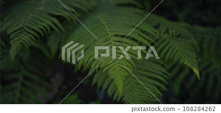 Beautiful ferns leaves green foliage. Close up of beautiful growing ferns in forest or park. Rainforest jungle landscape. Green plants nature wallpaper. Organic nature background. Beautiful ferns leaves green foliage. Close up of beautiful growing ferns in forest or park. Rainforest jungle landscape. Green plants nature wallpaper. Organic nature background. 108284262