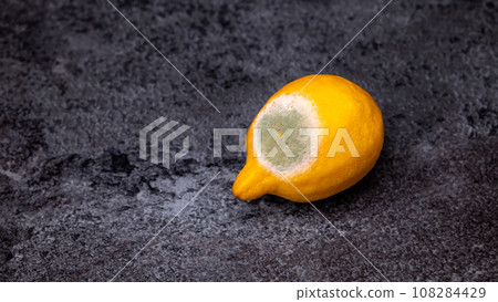 A spoiled lemon with mold lies on a gray table. A spoiled lemon with mold lies on a gray table. 108284429
