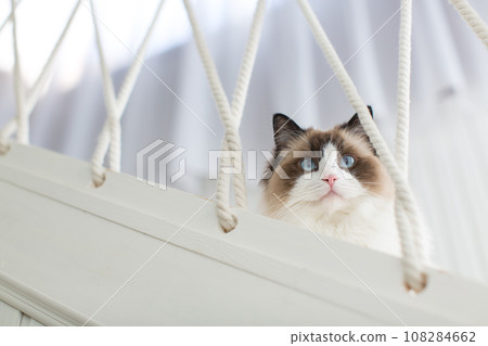 Blue bicolor ragdoll female cat looking interested. High quality photo 108284662