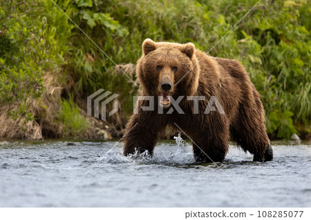 Brown Bear Fishing for Sockeye Salmon in Alaksa  108285077