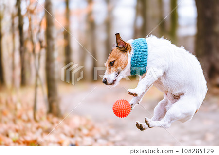 Pet dog in funny pose catching toy ball playing in fall park Pet dog in funny pose catching toy ball playing in fall park 108285129