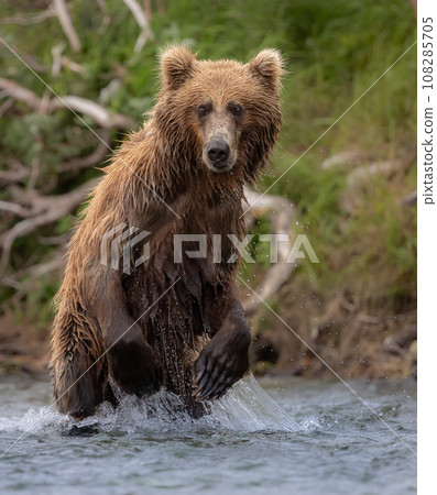 Brown Bear Fishing for Sockeye Salmon in Alaksa  108285705