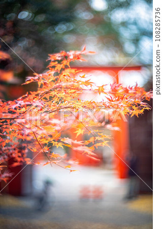 Autumn at Shimogamo Shrine, the bright red maple leaves of Tadasu no Mori and the vermilion torii of Kawai Shrine 108285736