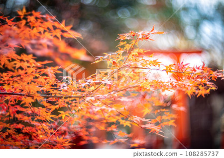 Autumn at Shimogamo Shrine, the bright red maple leaves of Tadasu no Mori and the vermilion torii of Kawai Shrine 108285737