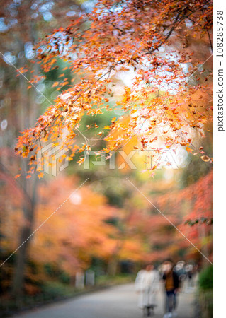 Autumn at Shimogamo Shrine, colorful autumn leaves at Tadasu Forest, swirls of autumn light 108285738
