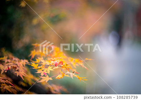 Autumn at Shimogamo Shrine, colorful autumn leaves at Tadasu Forest, swirls of autumn light 108285739