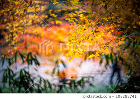 Autumn at Shimogamo Shrine, colorful autumn leaves at Tadasu Forest, swirls of autumn light Autumn at Shimogamo Shrine, colorful autumn leaves at Tadasu Forest, swirls of autumn light 108285741