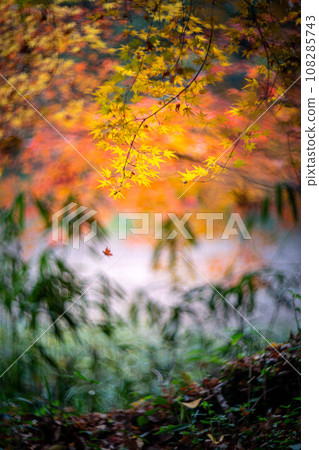 Autumn at Shimogamo Shrine, colorful autumn leaves at Tadasu Forest, swirls of autumn light 108285743