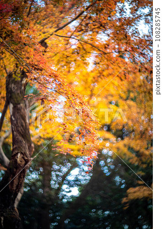 Autumn at Shimogamo Shrine, yellow leaves at Tadasu Forest, swirls of autumn light 108285745