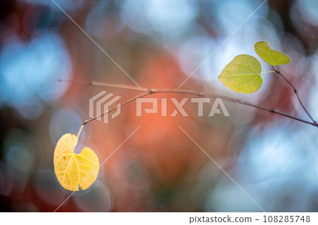 下鴨神社的秋天，Tadasu 森林的秋葉，樹枝上留下的幾片葉子，秋光的背景 108285748