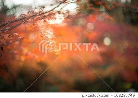 Autumn at Shimogamo Shrine, bright red autumn leaves in Tadasu Forest, background of red autumn light Autumn at Shimogamo Shrine, bright red autumn leaves in Tadasu Forest, background of red autumn light 108285749