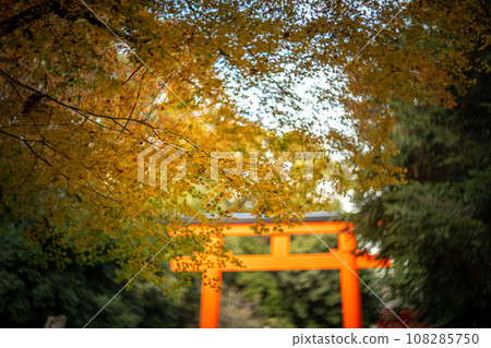 Autumn at Shimogamo Shrine, yellow maple leaves in Tadasu Forest, vermilion south entrance torii, swirl of autumn light 108285750