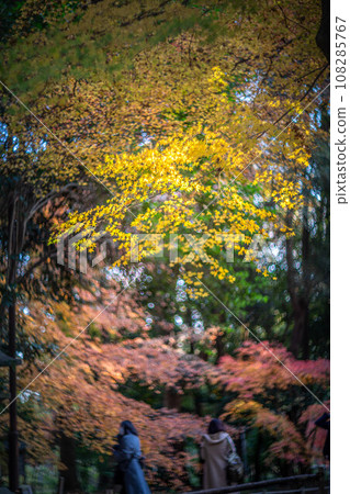 下鴨神社的秋天，忠洲森林的多彩秋葉，秋光的漩渦 108285767