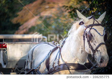 Autumn at Shimogamo Shrine, white horses on tourist carriages, swirl of colorful autumn leaves at Tadasu Forest 108285775